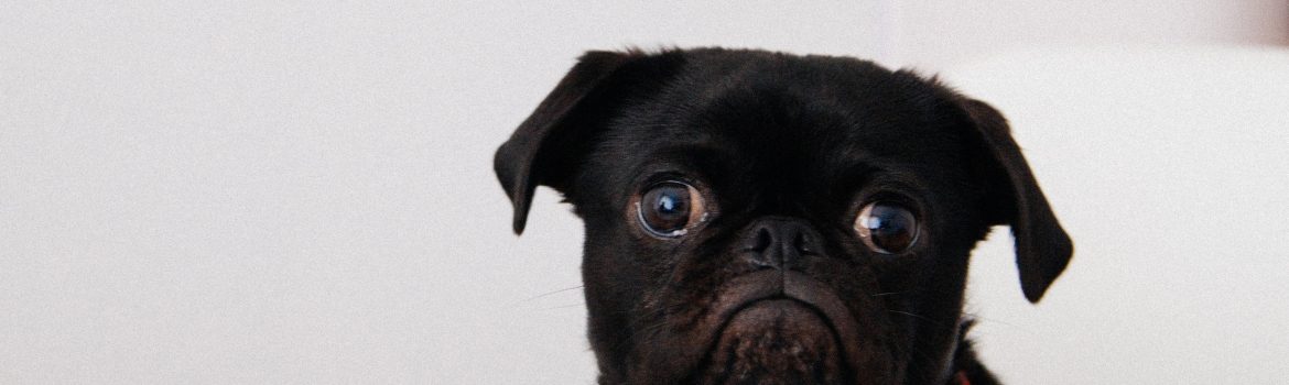 Black dog sitting and staring on a food.