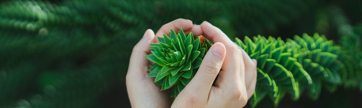 Hand holding a leaves of pine needles. This way we are trying to inspire with love to nature by BuyEssayFriend.