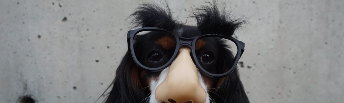 A dog with mask of eye glasses and big nose sitting straight.